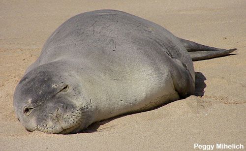 Chapter 1 - Conflict Threatens Hawaiian Seals’ Future