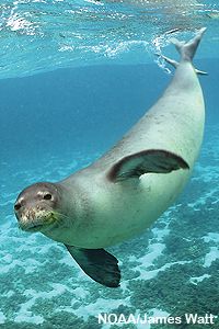 Chapter 2 - Monk Seal 101