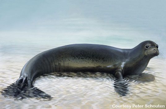 Gallery: The Caribbean Monk Seal
