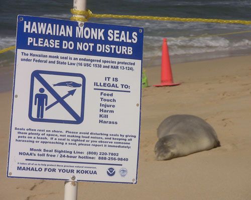 Video: Protecting Seals on the Beaches