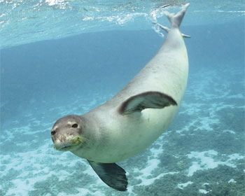 Chapter 2 - Monk Seal 101