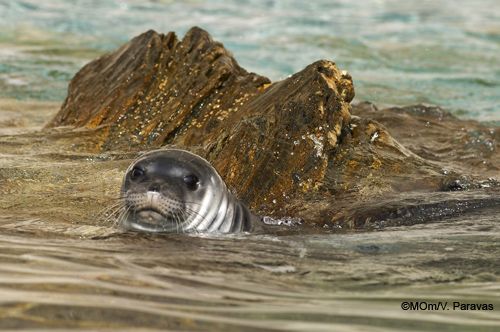 Gallery: The Mediterranean Monk Seal
